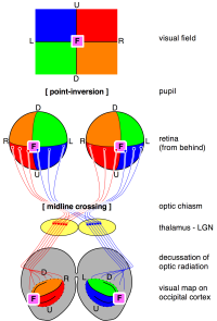 Transformations of the visual field toward the visual map on the primary visual cortex in vertebrates. Transformations of the visual field toward the visual map on the primary visual cortex in vertebrates.
